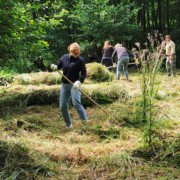 Mitarbeiter-Engagement von Coca-Cola im Naturpark Barnim Frau harkt gemähtes Gras auf einer Wiese, im Hintergrund weitere harkende Personen