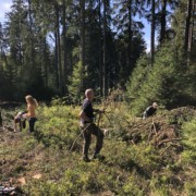 Woche des bürgerschaftlichen Engagements: Firmeneinsätze im Biosphärengebiet Schwarzwald Fünf Personen arbeiten auf einer Waldlichtung