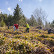 Naturschutz im Urlaub – Voluntourismus für biologische Vielfalt Sieben Personen arbeiten auf einer Wiese am Waldrand